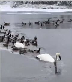 Viral Video: ਵੀਡੀਓ ਵੇਖ ਹੋ ਜਾਏਗੀ ਰੂਹ ਖੁਸ਼! ਹੰਸਾਂ ਦੇ ਜੋੜੇ ਨੇ ਮਿਲ ਕੇ ਤੋੜੀ ਜੰਮੀ ਹੋਈ ਬਰਫ਼ ਦੀ ਝੀਲ