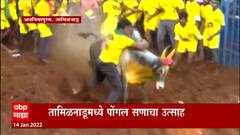 Pongal Tamil Nadu : महाराष्ट्रात मकर संक्रांत, तसाच तामिळनाडूमध्ये पोंगल साजरा केला जातोय