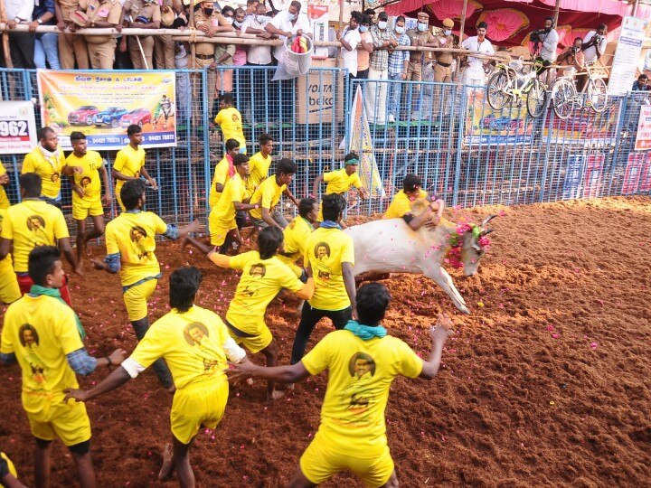 Jallikattu 2024: 7 தலைமுறையா ஜல்லிக்கட்டுதான்! கம்பீரமாக நிற்கும் 13 காளைகள்! அவனியாபுரத்தில் அசத்தல் குடும்பம்!