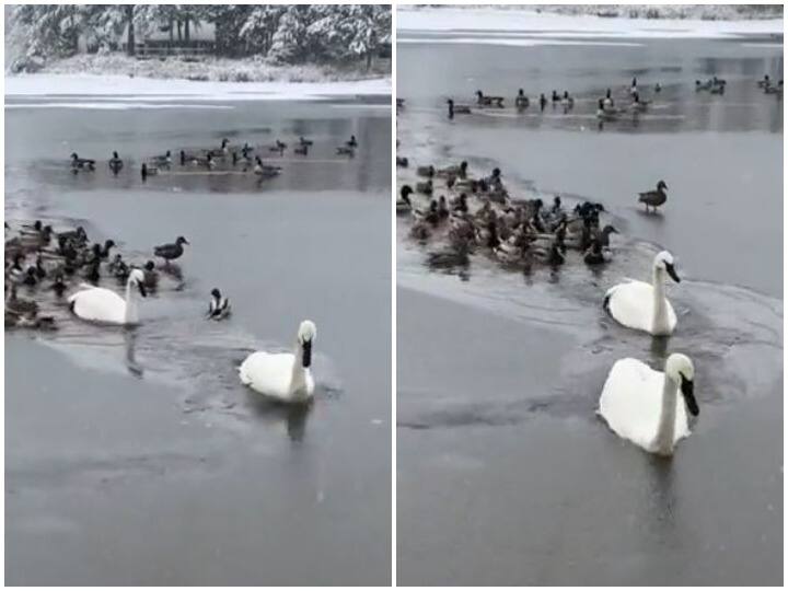 Pair of swans broke layer of ice to make way for a flock of geese ducks Watch: जम रही झील पर फंसा गीज और बत्तख का झुंड, हंसों के जोड़े ने बर्फ की परत को तोड़ कर बनाया रास्ता