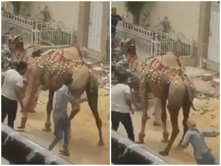 Person troubling the camel was punished in the next moment Watch: ऊंट को परेशान करना शख्स को पड़ा भारी, अगले ही पल मिली जोरदार सजा
