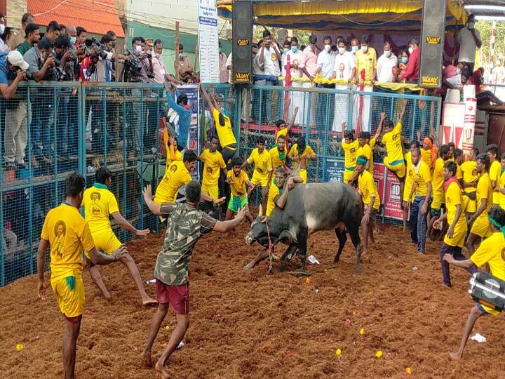 சீறிப்பாயும் காளையை வீரர்கள் அடக்க முயற்சிக்கும் காட்சி.