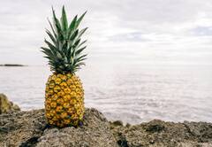 முள் பாதுகாப்பு.. உள்ளே இனிப்பு.. அன்னாசி பழம் கொழுப்பை கரைக்கும்.. எப்படி தெரியுமா?