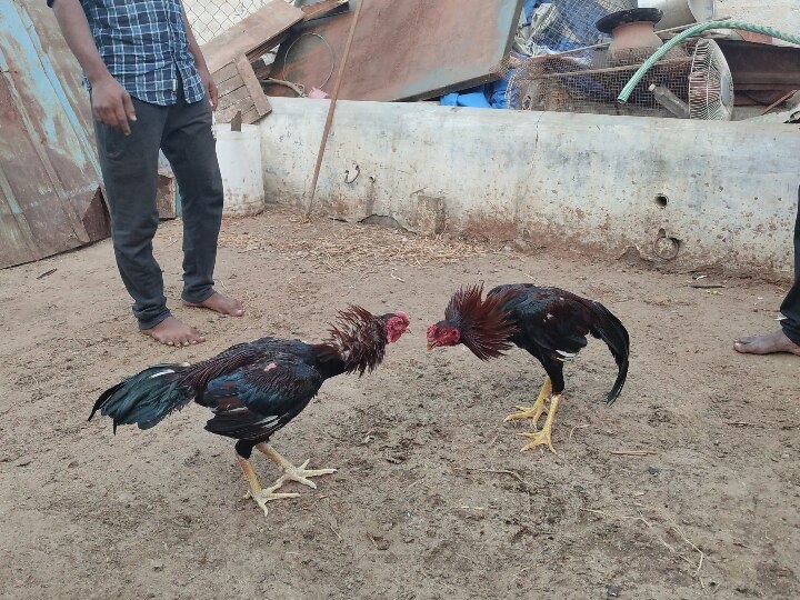 சேலம் மாவட்டத்தில் சண்டை சேவல்கள் வளர்ப்போர் எண்ணிக்கை கிடு கிடு உயர்வு - சேவல் சண்டை நடத்த அனுமதி தர கோரிக்கை