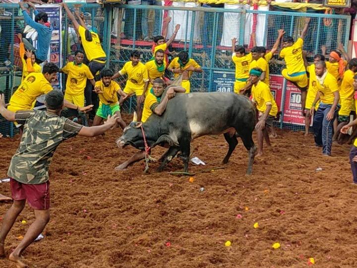 Jallikattu: One Spectator Gored To Death, 80 Participants Injured In Madurai's Avaniyapuram Jallikattu: One Spectator Gored To Death, 80 Participants Injured In Madurai's Avaniyapuram