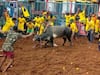 Jallikattu: One Spectator Gored To Death, 80 Participants Injured In Madurai's Avaniyapuram