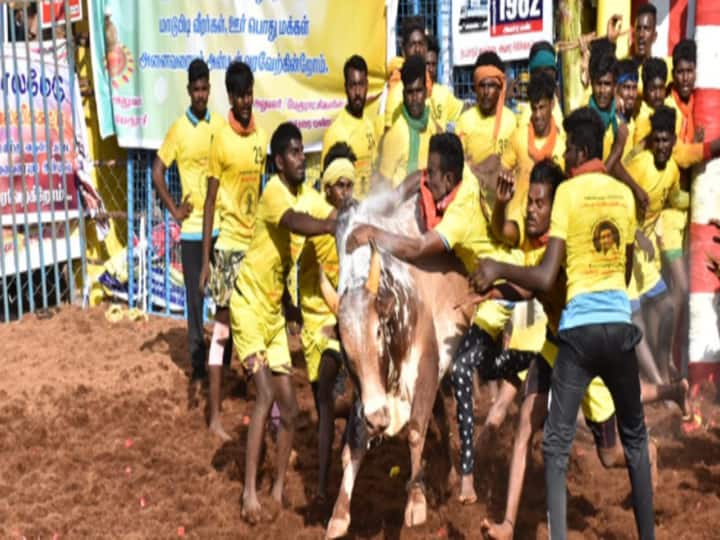 Tamil Nadu: Bull Tamers Who Took Part In Jallikattu Urge Ruling DMK To Provide Govt Jobs Tamil Nadu: Bull Tamers Who Took Part In Jallikattu Urge Ruling DMK To Provide Govt Jobs