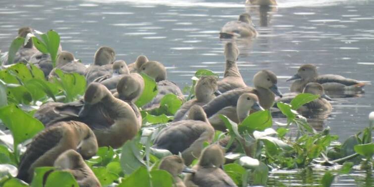 Howrah News at Santragachi lake migration of birds touches record high Howrah News: আগের সব হিসেব ছাপিয়ে সাঁতরাগাছি ঝিলে ভিড় পরিযায়ী পাখিদের