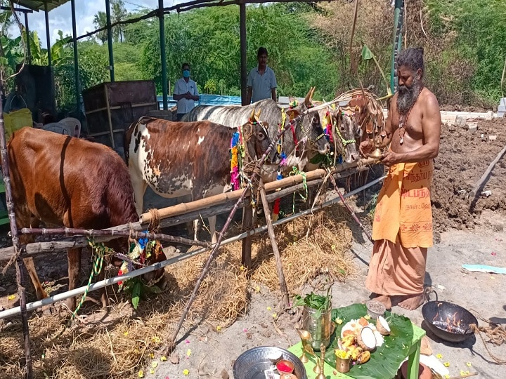 திருவாரூர் சாய் பசு மடத்தில் மாட்டுப்பொங்கல் கொண்டாட்டம்