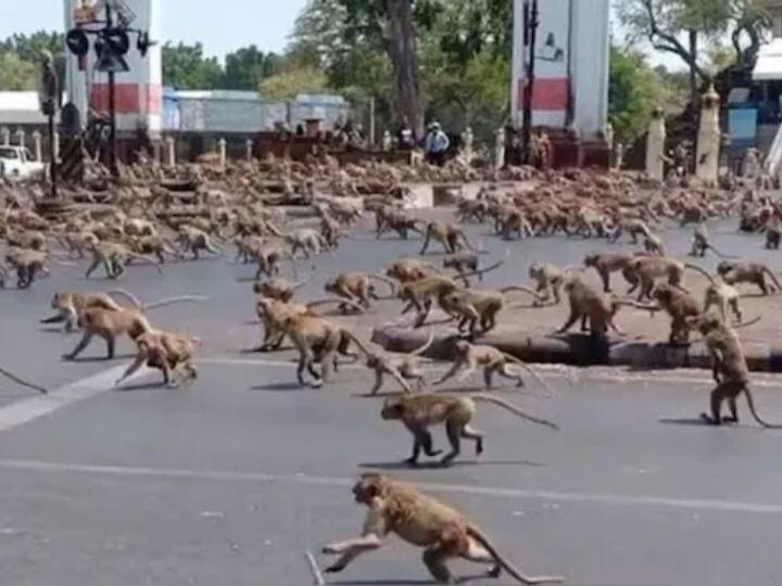 Amid Coronavirus pendemic increasing Monkey population Attack Humans in Thailand city watch video people leaving houses Watch: कोरोना की तीसरी लहर को भूल बंदरों से परेशान हुए इस शहर के लोग, हो गई ऐसी हालत कि घर छोड़ने पर मजबूर