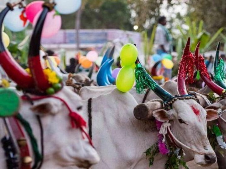 Maatu Pongal 2022 : தமிழ்நாடு முழுவதும் இன்று மாட்டு பொங்கல்... கோலாகலமாக கொண்டாட்டம்!