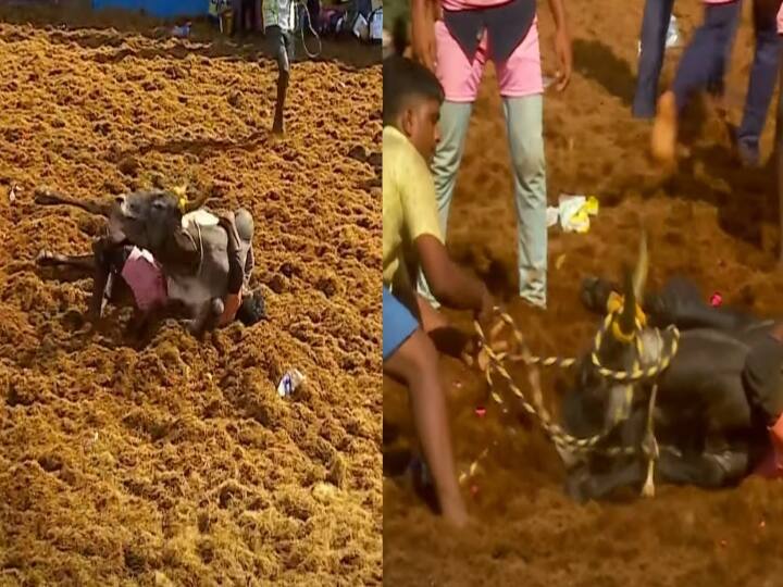 Palamedu Jallikattu:படுத்து மாட்டுடன் மல்லுக்கட்டிய வீரர்.. அதிர்ஷடவசமாக உயிர் தப்பிய வீடியோ !