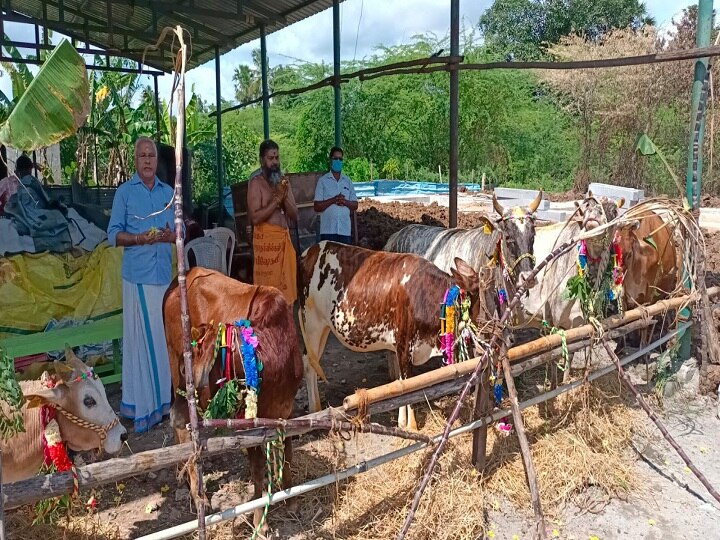 திருவாரூர் சாய் பசு மடத்தில் மாட்டுப்பொங்கல் கொண்டாட்டம்