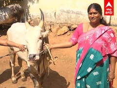 Jallikkattu : ஜல்லிக்கட்டு காளைகளை தில்லா வளர்க்கும் திருநங்கை கீர்த்தனா!