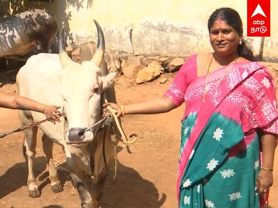 Jallikkattu : ஜல்லிக்கட்டு காளைகளை தில்லா வளர்க்கும் திருநங்கை கீர்த்தனா!