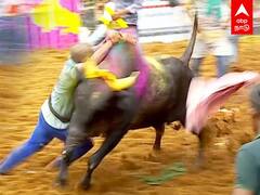 Jallikattu 2022: திமிறிய காளை..பல்டியடித்த இளைஞர்