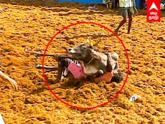 Jallikkattu: படுத்தாலும் விடமாட்டேன்! சாய்ந்த மாடு.. மல்லுகட்டிய வீரர்!