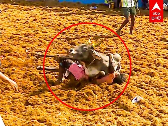 Jallikkattu: படுத்தாலும் விடமாட்டேன்! சாய்ந்த மாடு.. மல்லுகட்டிய வீரர்!