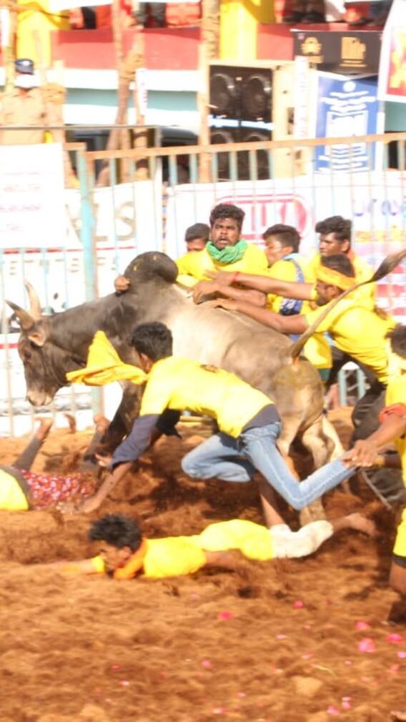 ஜல்லிக்கட்டும் பொங்கலும்- தமிழர் வரலாறும் !