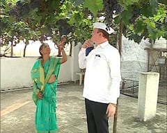 Pune : पुण्यातील शेतकऱ्यानं चक्क घराच्या टेरेसवर फुलवली द्राक्षाची बाग; युरोप ट्रिपमुळे सुचली भन्नाट कल्पना