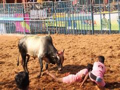 பாலமேடு ஜல்லிக்கட்டு க்ளிக்ஸ்