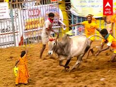 Jallikattu 2022: வீர மங்கையை பிடிக்க ஒரு வீரன் இல்லையா? சவால் விட்ட சிறுமி!