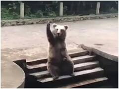 Watch: पूल में नाहने के लिए पहुंचा भालू, करने लगा ऐसी हरकत कि वीडियो देख नहीं रुकेगी हंसी