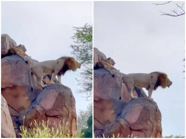 The magic of Real Lion King was shown on social media users ask where is Simba Watch: सोशल मीडिया पर छाया रियल लायन किंग का जादू, यूजर्स बोले- कहां है सिंबा