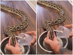 Watch: शख्स ने अपने हाथों से अजगर को पिलाया पानी, वीडियो देख लोग हुए हैरान