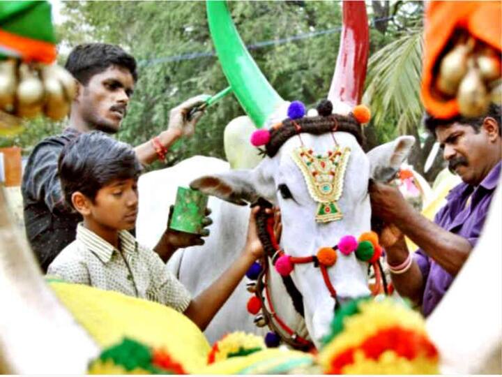 Maatu Pongal 2022 Festival celebration today across Tamil Nadu Maatu Pongal 2022 : தமிழ்நாடு முழுவதும் இன்று மாட்டு பொங்கல்... கோலாகலமாக கொண்டாட்டம்!