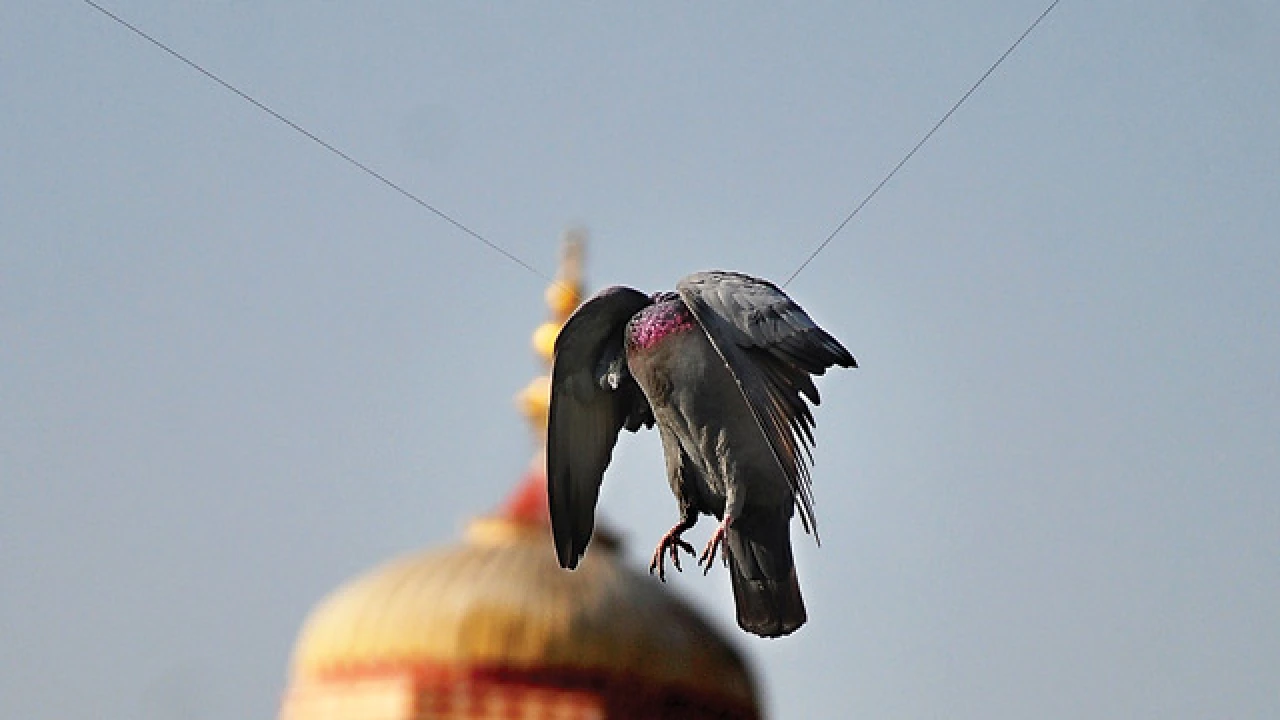 Chaina Manja Murder :  గొంతులు కోస్తున్న చైనా మాంజా..  నిషేధం విధించినా జోరుగా అమ్మకాలు !  ఇంకెంత మంది ప్రాణాలు పోవాలి ?