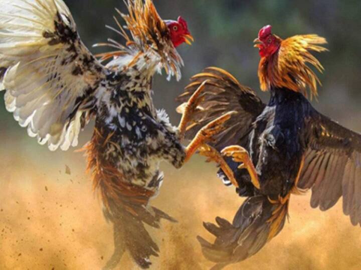 Cockfighting in the style of a pitch movie in defiance of a court injunction - the excitement over the death of a rooster நீதிமன்ற தடையை மீறி ஆடுகளம் பட பாணியில் நடத்தப்பட்ட சேவல் சண்டை - ஒரு சேவல் இறந்ததால் பரபரப்பு