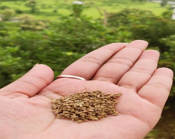 અજમાનો રસોડામાં ઉપયોગ આપણા વ્યંજનનામાં મસાલા તરીકે થાય છે પરંતુ તે સ્વાસ્થ્ય માટે પણ હિતકારી છે. જેના ઉપયોગથી શરદી, ઉધરસ સહિતની કેટલીક બીમારીથી છૂટકારો મળે છે. તો આપ જાણીએ કેવી રીતે તેનો ઉપયોગ કરવાથી સ્વાસ્થ્યને શું લાભ થાય છે. અજમાની પ્રકૃતિ ગરમ છે, જેથી શિયાળીની સિઝનમાં તેના ઉપયોગની સલાહ અપાઇ છે