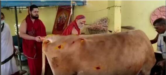 Kanuma Celebrations: శారదాపీఠంలో గోమాతలకు పూజలు | Sankranthi
