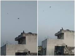 Watch: जयपुर में छत पर बैठे बंदर ने मनाई मकर संक्रांति, अनोखे अंदाज में उड़ाई पतंग