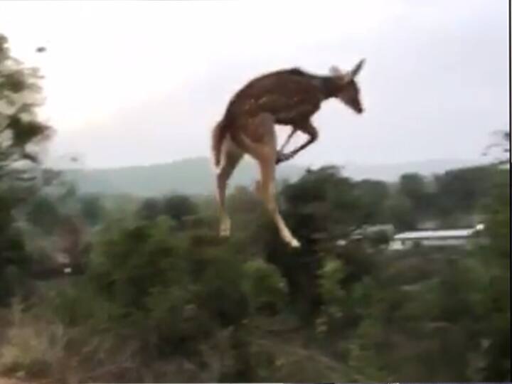 The video has gone viral as a deer is flying high இது மானா? சிறுத்தையா? சாலையை கடக்க அந்தரத்தில் பறந்த மான்...! வைரல் வீடியோ