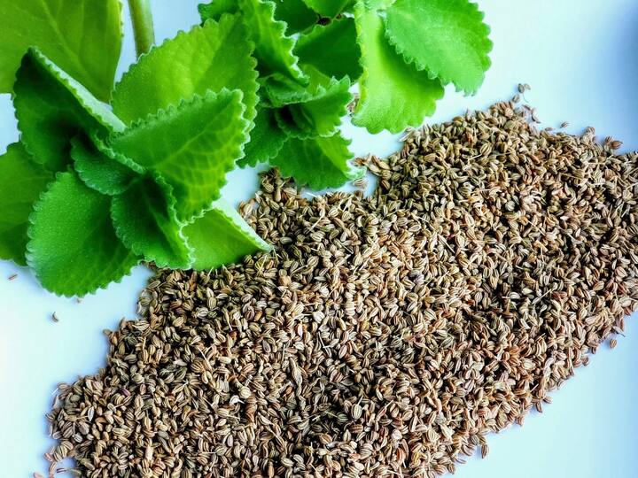 સૂપ અને સ્પાઇસી કરીમાં કરો ઉપયોગ :જો આપને અજમાની ફ્લેવર પસંદ હોય તો આપને આ સૂપ પણ સારૂ લાગશે.  અજમાનો ઉપયોગ સ્પાઇસી કરી, ચિકન કરી, કઢાઇ પનીર વગેરેમાં પણ કરી શકો છો.  જો આપ સૂપ અને સ્પાઇસી કરી બનાવવા ઇચ્છતા હો તો ગ્રેવીમાં અજમાનો ઉપયોગ કરી શકો છો.