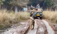 પ્રિયંકા ગાંધીએ પોતાનો બર્થડે ક્યાં વાઘો વચ્ચે મનાવ્યો ? ભાજપે શું ઉઠાવ્યો સવાલ ?