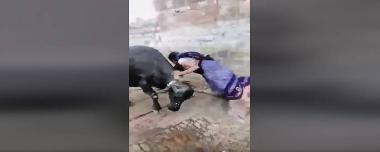 The woman had gone to wrestle with the buffalo, made such a condition, watch video Watch: भैंस के साथ पहलवानी करने चली थी महिला, कर दी ऐसी हालत