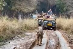 પ્રિયંકા ગાંધીએ પોતાનો બર્થડે ક્યાં વાઘો વચ્ચે મનાવ્યો ? ભાજપે શું ઉઠાવ્યો સવાલ ?