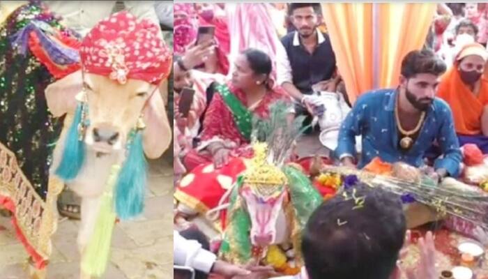 Calf wedding at temple in Gujarat Surat on the day of Makar Sankranti , photos viral ਮਕਰ ਸੰਕ੍ਰਾਂਤੀ ਦੇ ਦਿਨ ਹੋਇਆ ਵੱਛੇ-ਵੱਛੀ ਦਾ ਵਿਆਹ, ਧੂਮ-ਧਾਮ ਨਾਲ ਨਿਕਲੀ ਬਰਾਤ, ਬਰਾਤੀ ਵੀ ਹੈਰਾਨ  