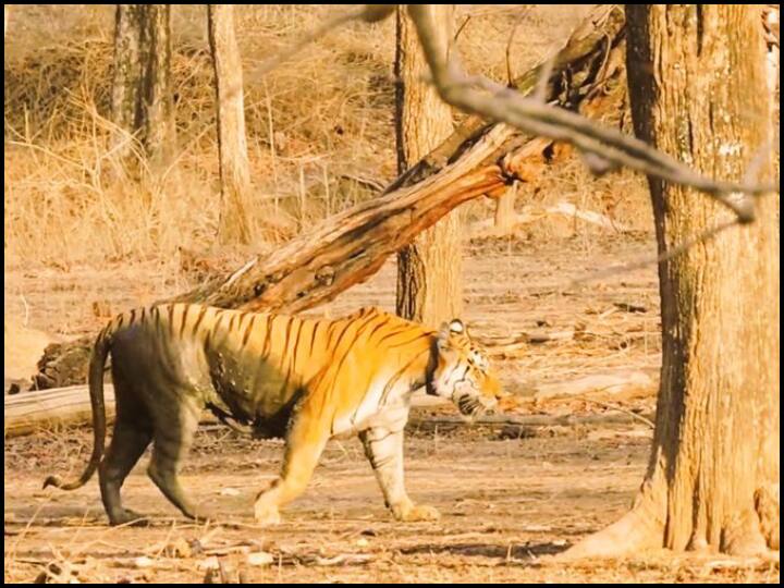 Death of Collarwali tigress has given birth to 29 cubs 'कॉलरवाली' के नाम से मशहूर बाघिन की मौत, 29 शावकों को दे चुकी है जन्म