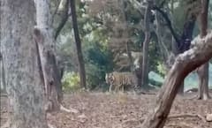 પ્રિયંકા ગાંધીએ પોતાનો બર્થડે ક્યાં વાઘો વચ્ચે મનાવ્યો ? ભાજપે શું ઉઠાવ્યો સવાલ ?