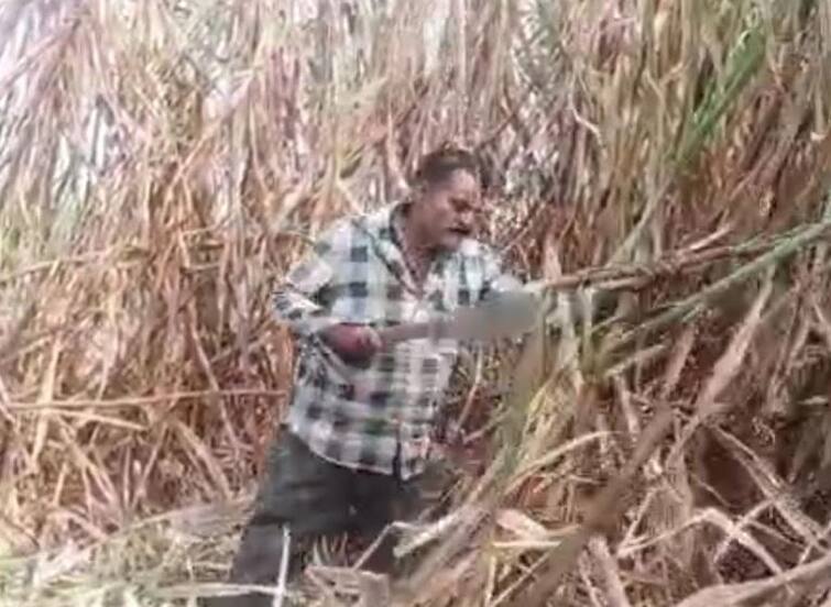Sangli News Update Sugarcane  16 tons of sugarcane was broken in 20 gunta in One Day by worker सुपरफास्ट ऊसतोड्या! कोयत्याच्या जोरावर भीमपराक्रम; एका दिवसात तब्बल 16 टन ऊस तोडला 