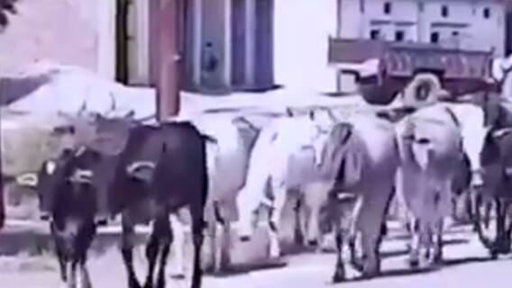 Uttar Pradesh में आवारा मवेशियों के आतंक से छुटकारा कब ? | Ghanti Bajao