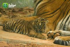 मुंबईच्या राणीबागेतून गुड न्यूज; शक्ती आणि करिष्मा या वाघांच्या जोडीने दिला एका मादी बछड्याला जन्म!