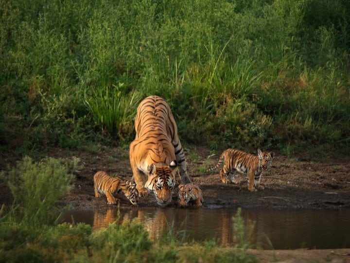 Sachin Tendulkar condoles death of legendary tigress Collarwali in Pench reserve Tigress Collarwali: ‘কলারওয়ালির মৃত্যু হৃদয়বিদারক’, সোশ্যাল মিডিয়া পোস্ট সচিন তেন্ডুলকরের