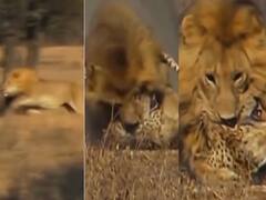 Watch: चीते पर कहर बनकर टूटा बब्बर शेर, वीडियो देखकर दहल जाएगा दिल!