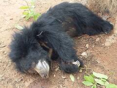 Rajasthan: चित्तौड़गढ़ में वाहन से टकराकर 2 साल के भालू की मौत, अधिकारी ने बताई बड़ी बात 