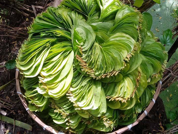 Application for Geo-Code Recognition for Kumbakonam Betel, Tovalai Garland கும்பகோணம் வெற்றிலை, தோவாளை மாணிக்கமாலைக்கு புவிசார் குறியீடு அங்கீகாரம் பெற விண்ணப்பம்